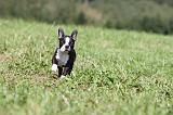 BOSTON TERRIER 115